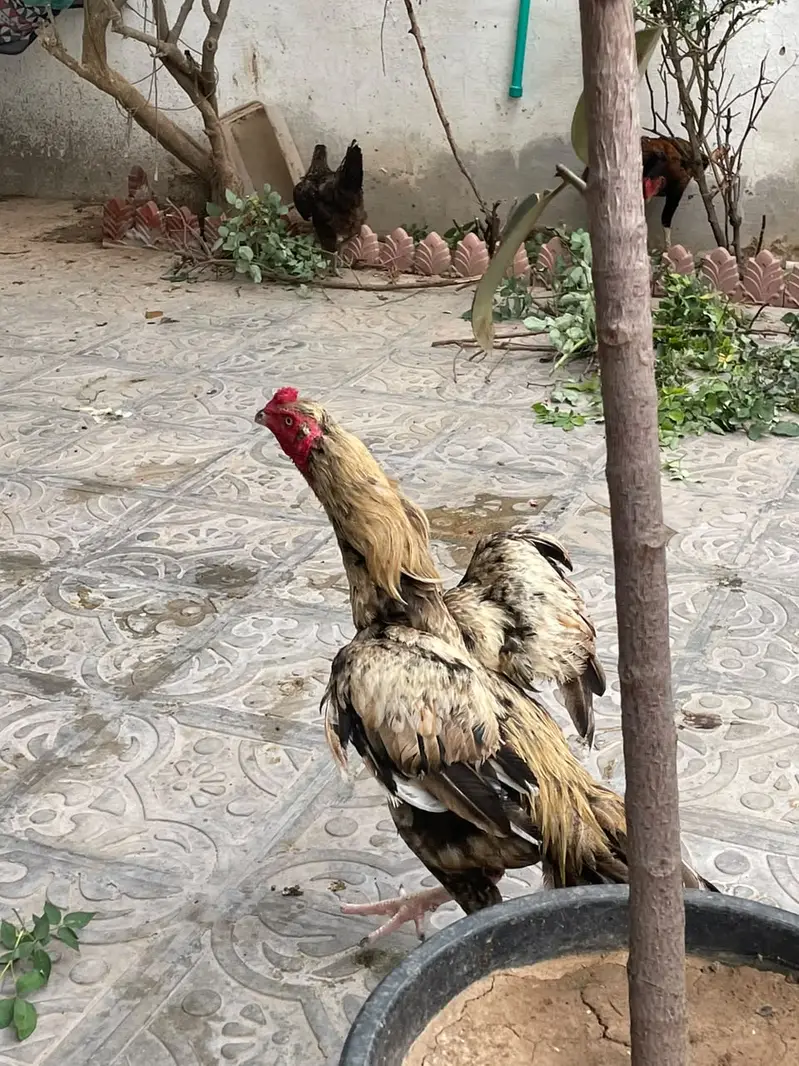aseel pathae — photo 4