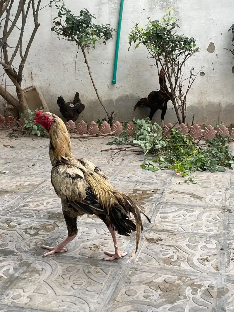 aseel pathae — photo 11