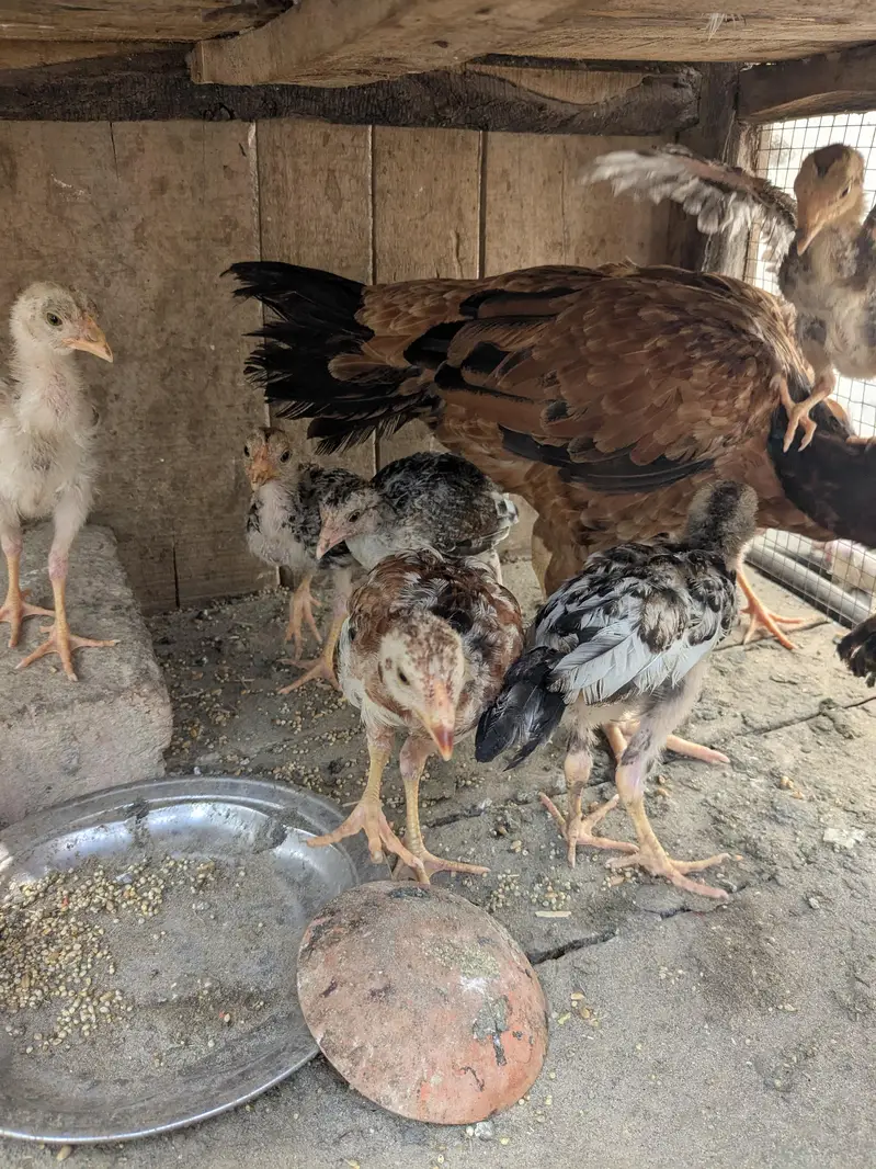 aseel murgi ka chick total 9  ha Sara aseel ha what'sapp 03296130514 — photo 2