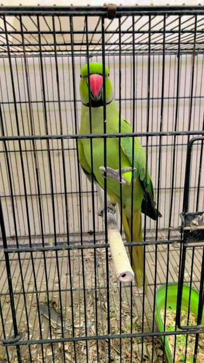 Male Ringneck
