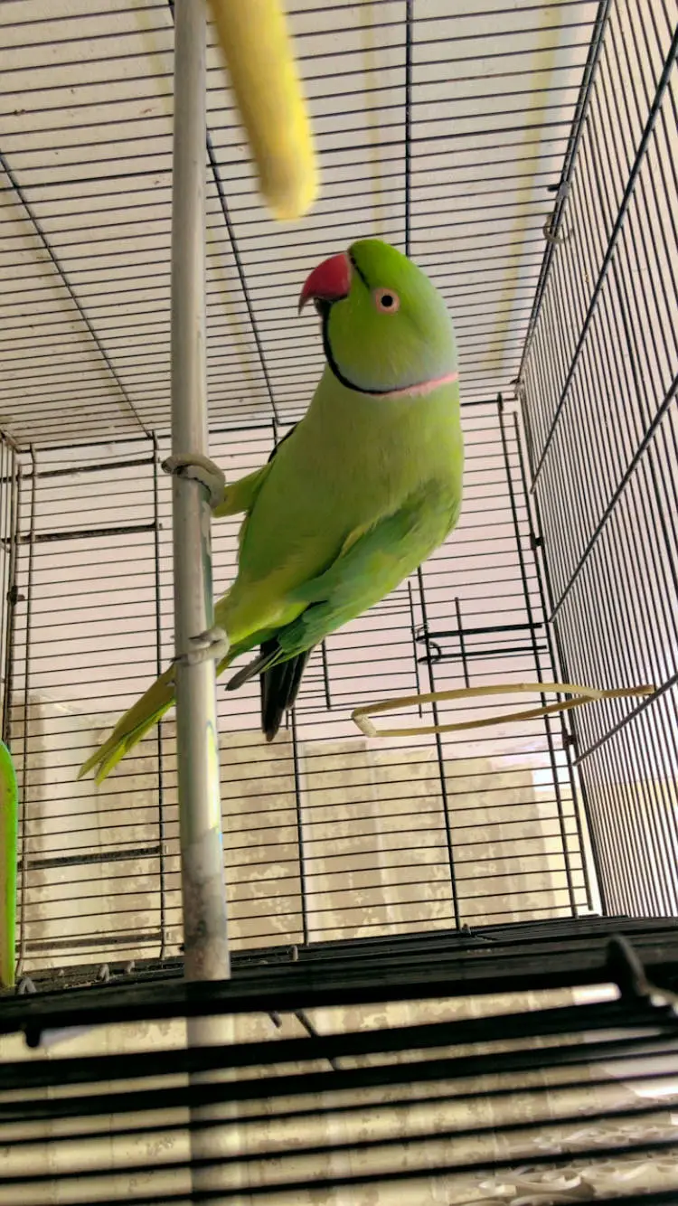 Male Ringneck — photo 2