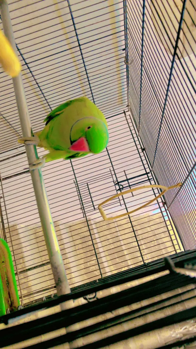 Male Ringneck — photo 3