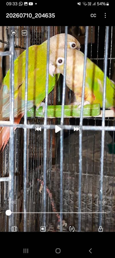 Conure pair and Cocktail Pair