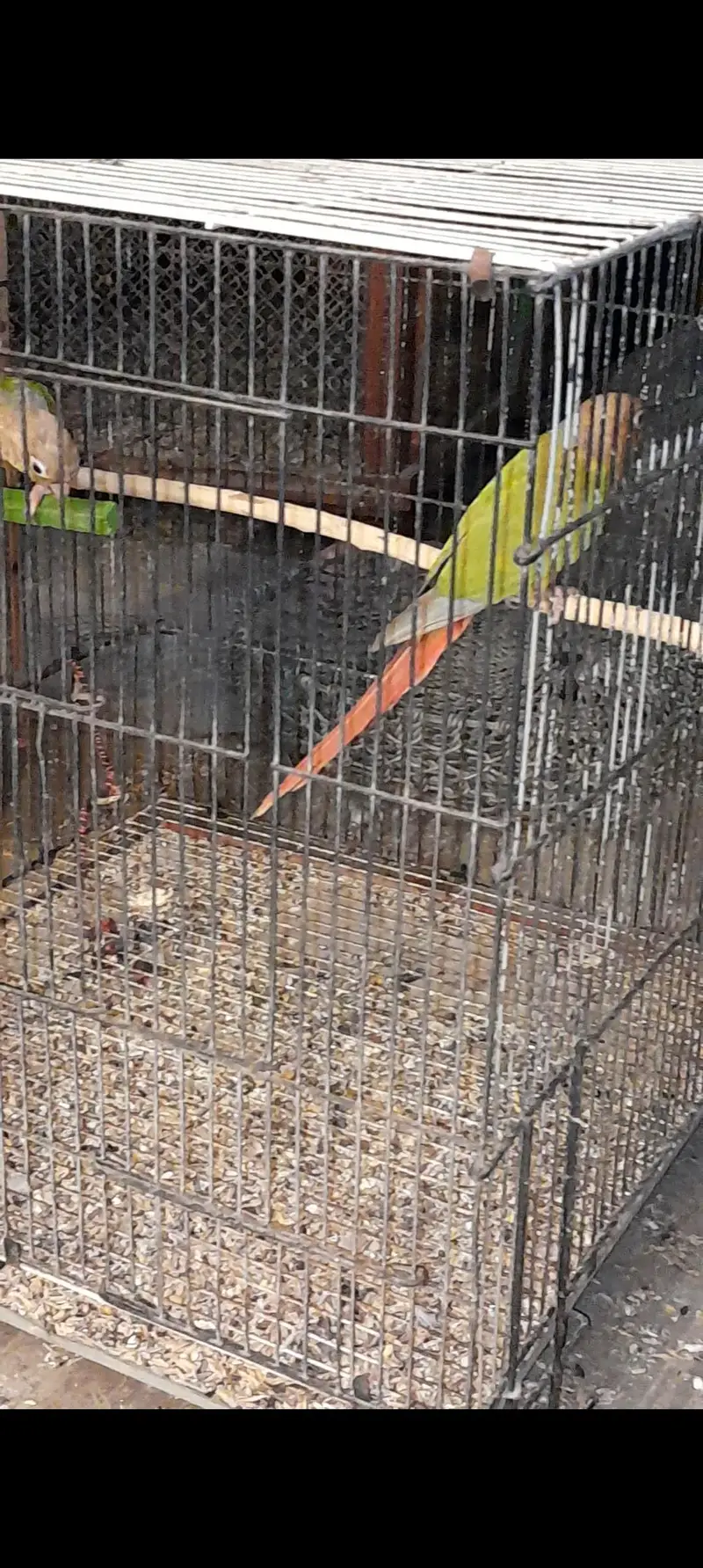Conure pair and Cocktail Pair — photo 2
