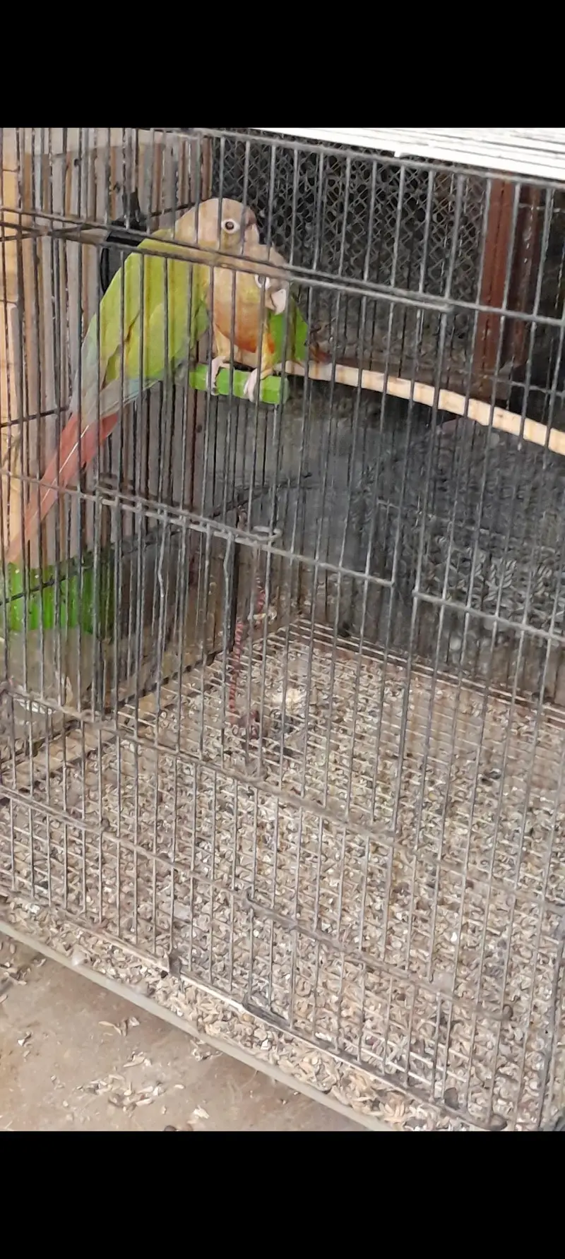 Conure pair and Cocktail Pair — photo 3