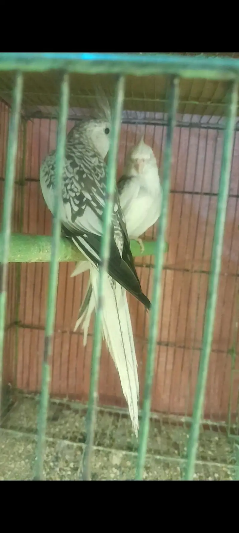 Conure pair and Cocktail Pair — photo 4