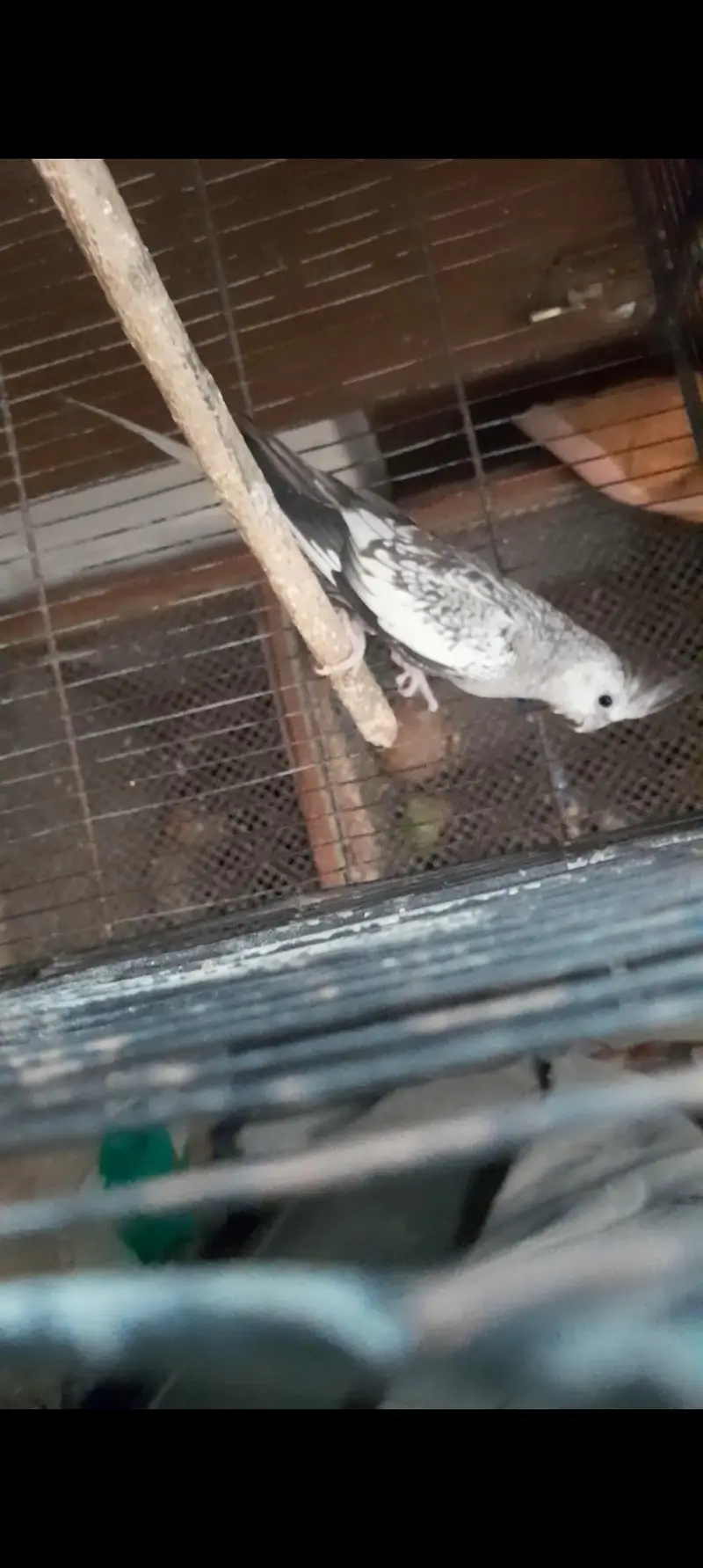 Conure pair and Cocktail Pair — photo 6