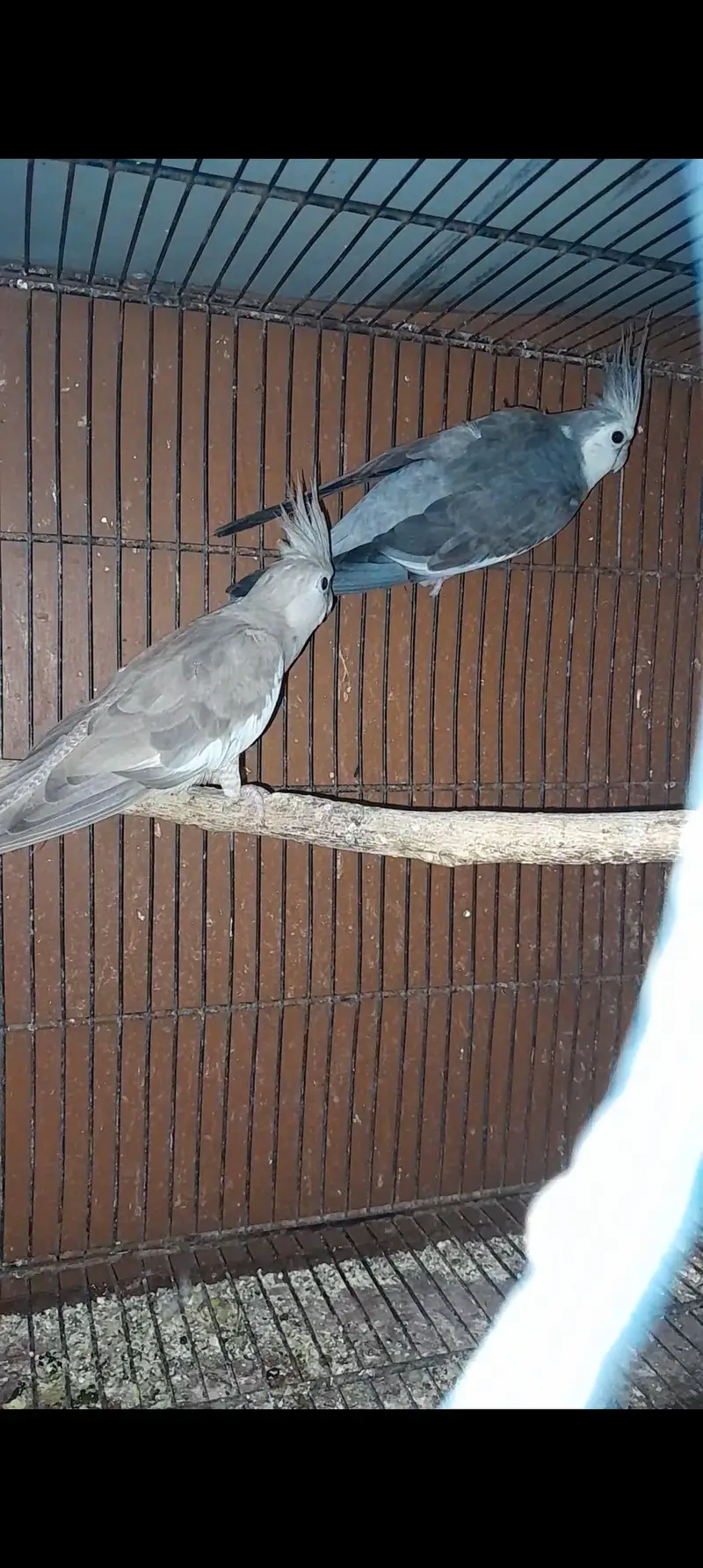 Conure pair and Cocktail Pair — photo 8