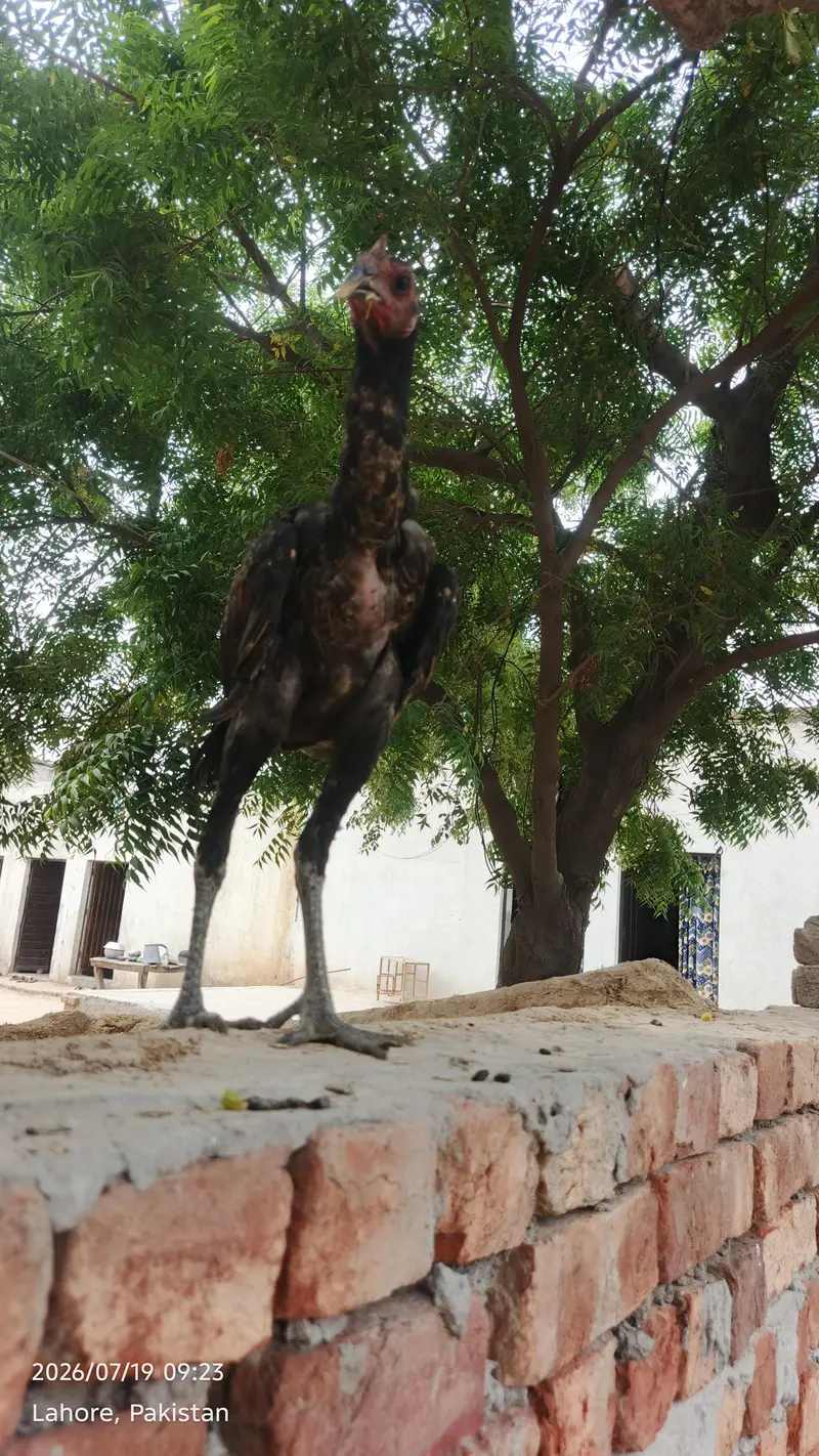 black dragon — photo 3