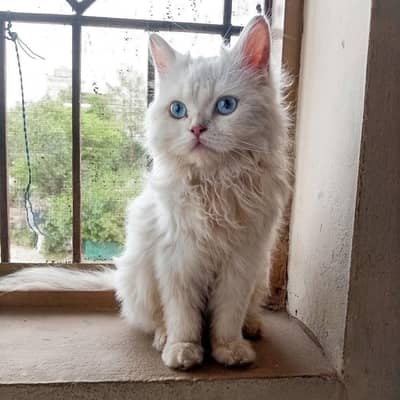  Persian Kitten for Sale - Blue Eyes - Islamabad
