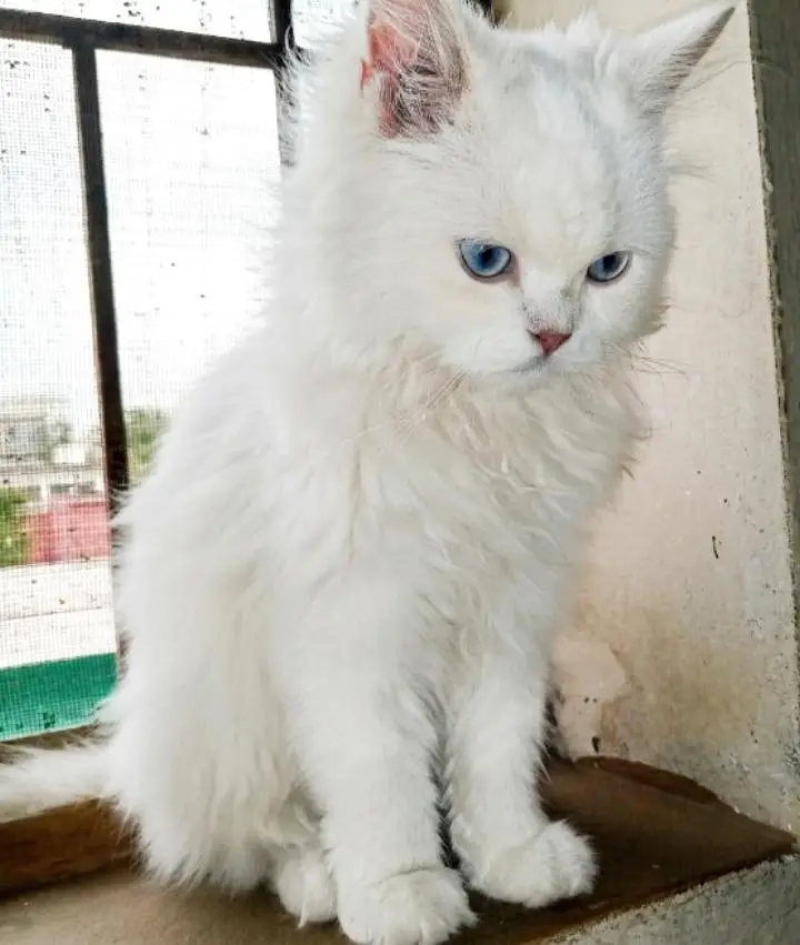  Persian Kitten for Sale - Blue Eyes - Islamabad — photo 2