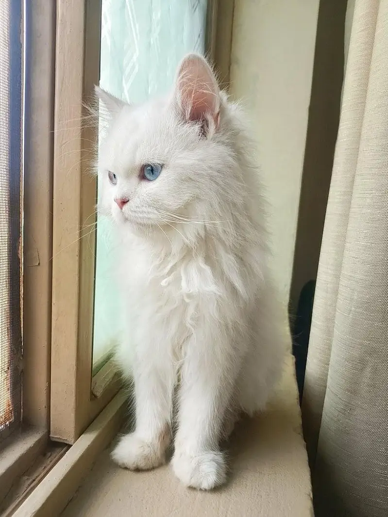  Persian Kitten for Sale - Blue Eyes - Islamabad — photo 3