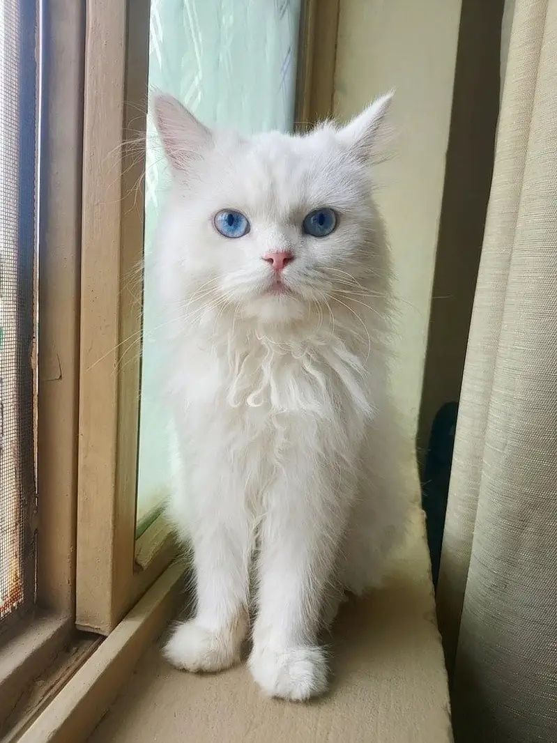  Persian Kitten for Sale - Blue Eyes - Islamabad — photo 4