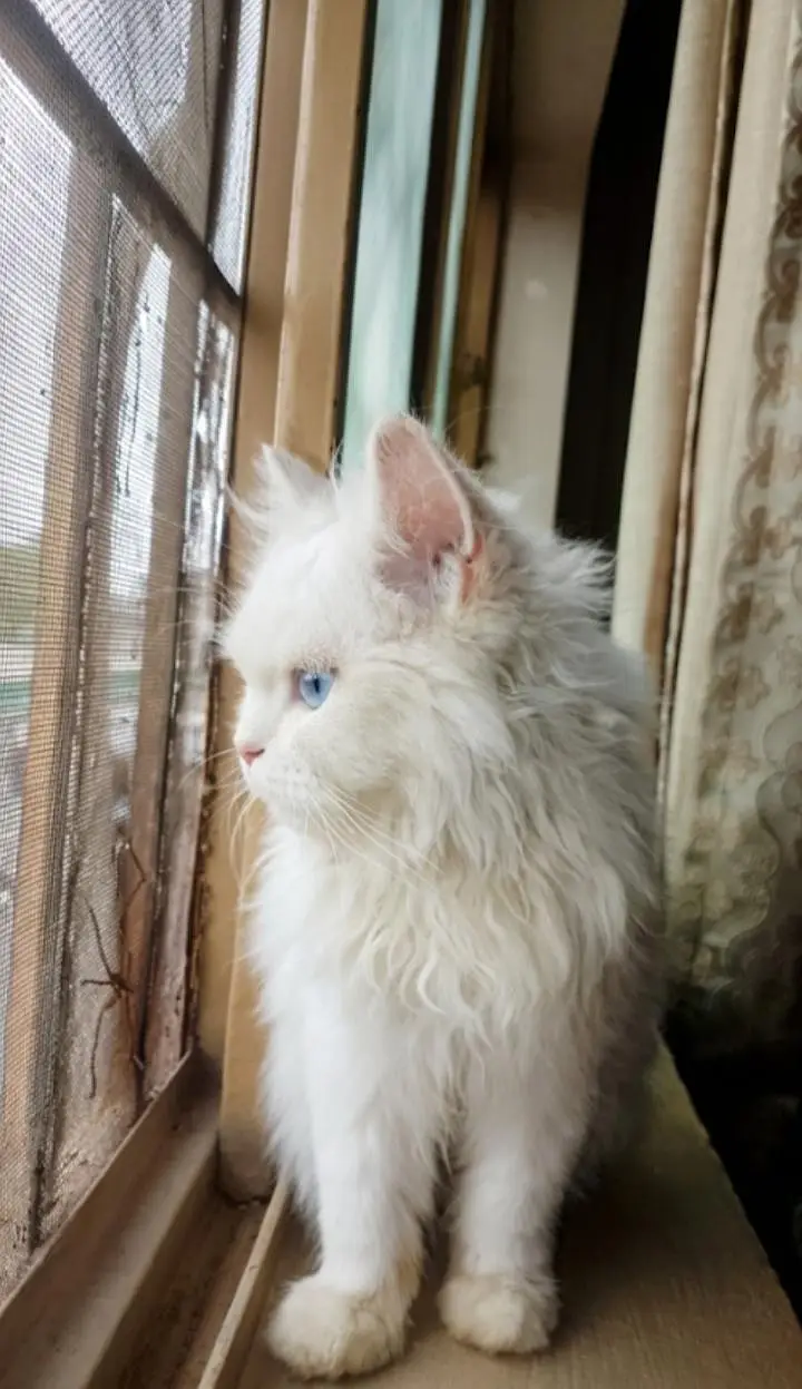  Persian Kitten for Sale - Blue Eyes - Islamabad — photo 5