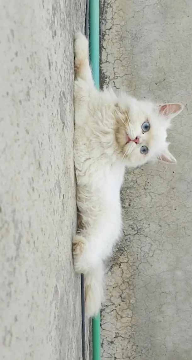  Persian Kitten for Sale - Blue Eyes - Islamabad — photo 6