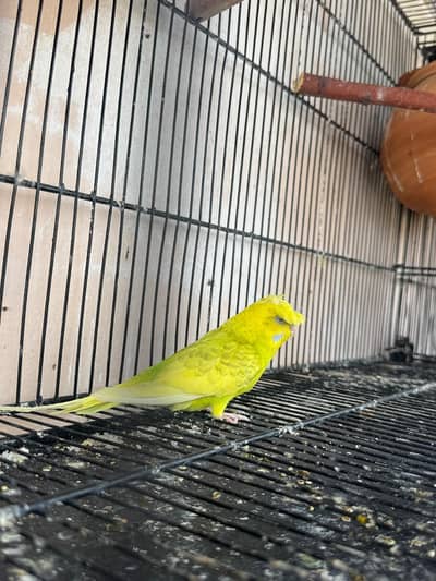 Breeder Crusted Female