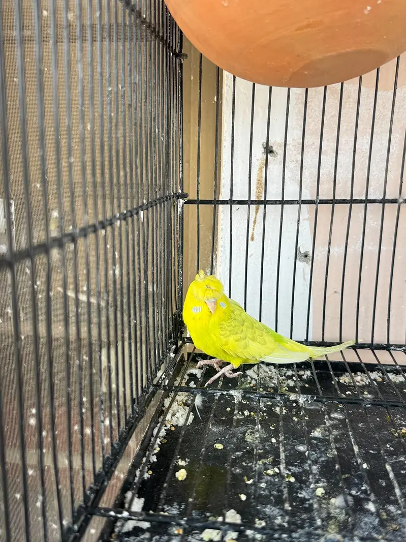 Breeder Crusted Female — photo 2