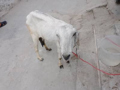 bakri