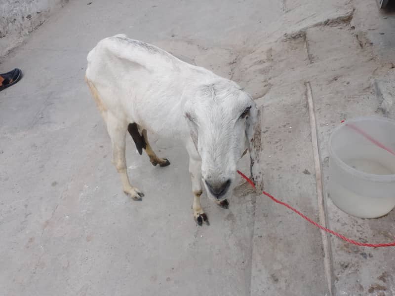bakri 0