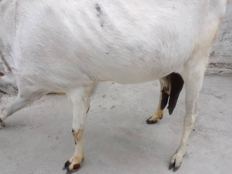 bakri 1