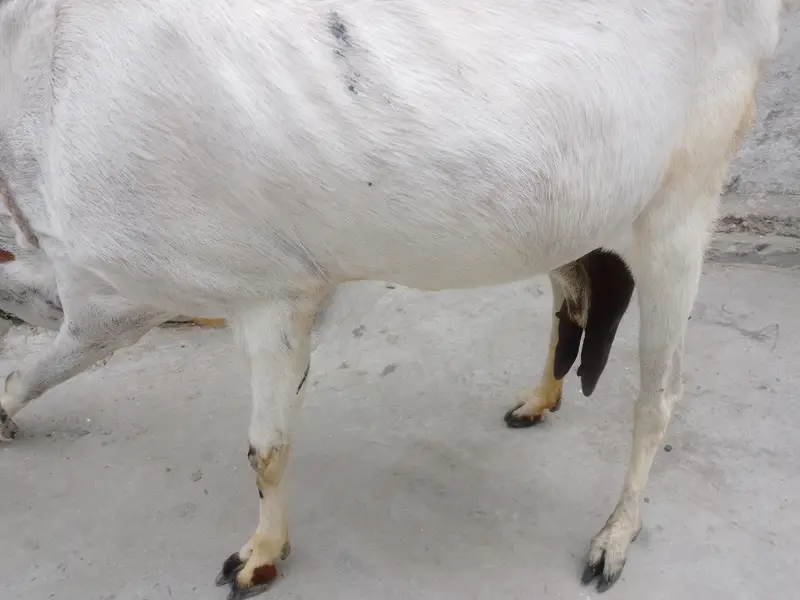 bakri — photo 2