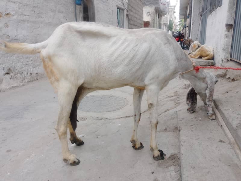 bakri 2