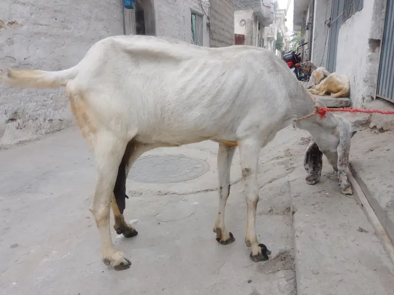 bakri — photo 3