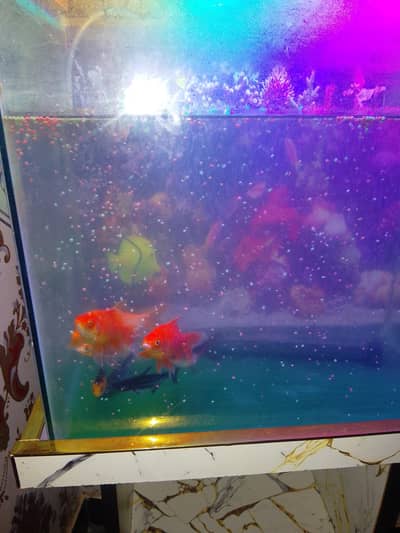 fishes only goldfish all
