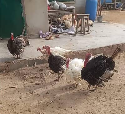 3 pairs of Turkey birds for sale