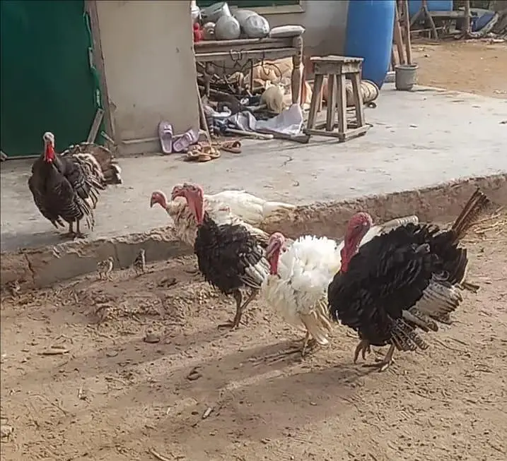 3 pairs of Turkey birds for sale