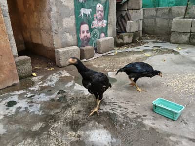 Aseel mushki madian