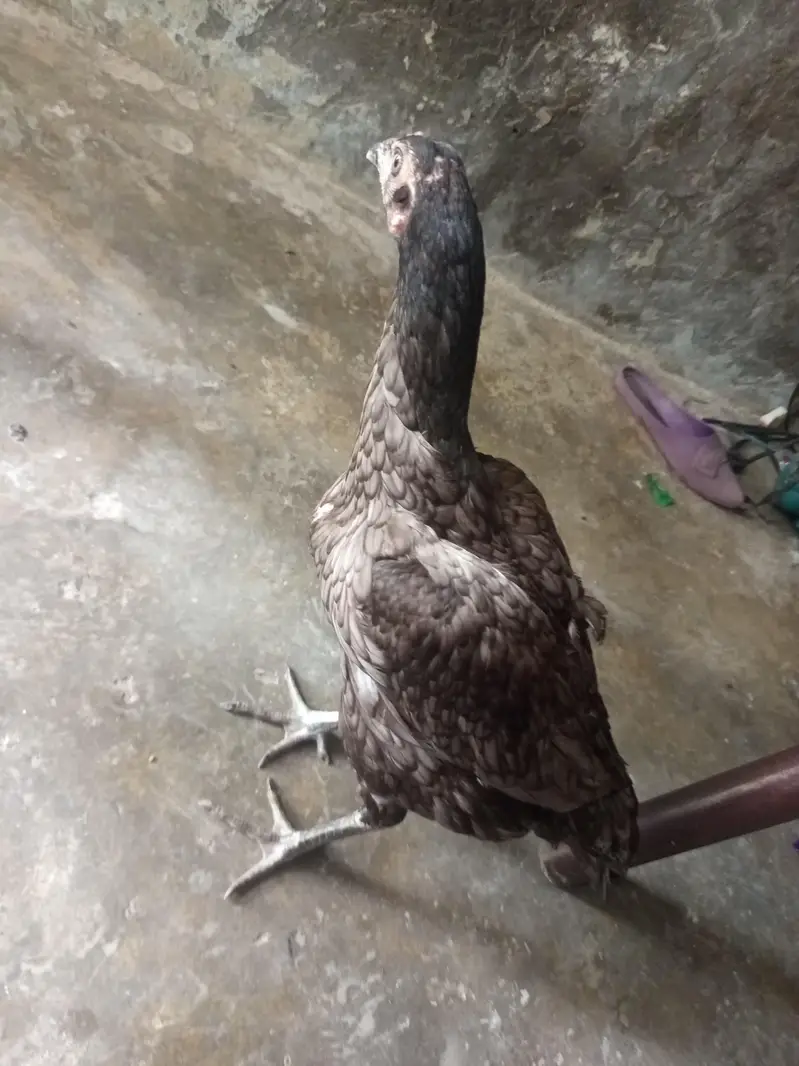 aseel madi Thai  9 month age home breed — photo 2