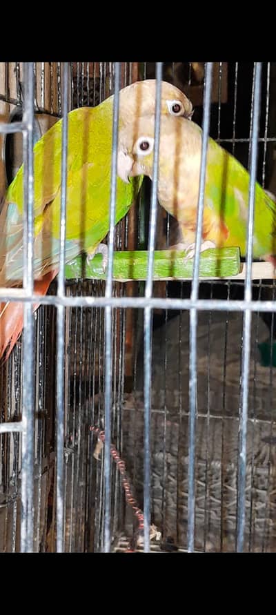 Conure pair and Cocktail Pair