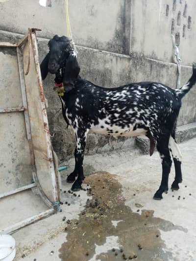 Makiceni gaban bakri for sale