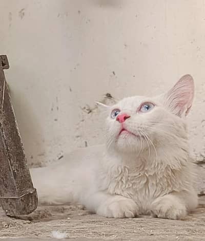 blue eyes male 03045033212