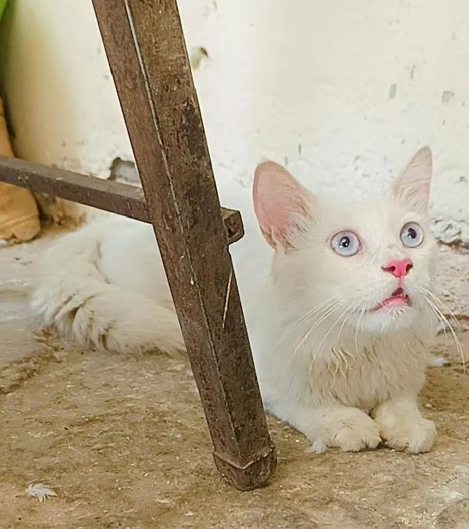 blue eyes male 03045033212 — photo 2