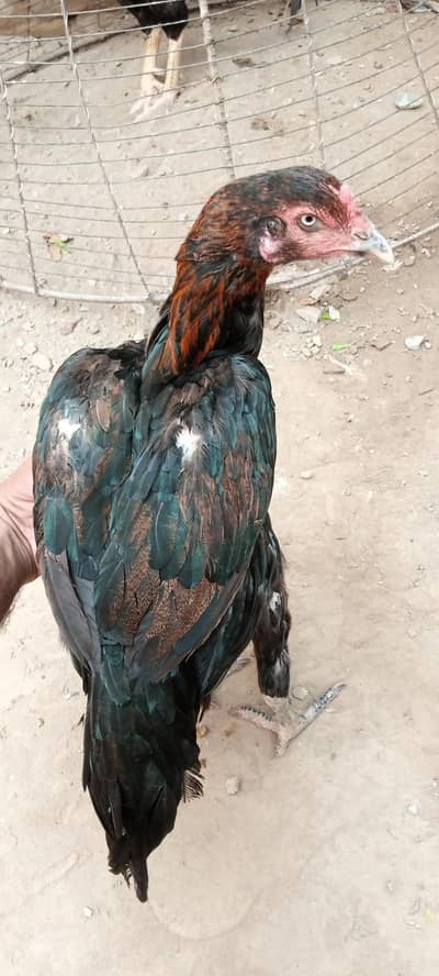 3 hens Assel Black Cross & Amroha Hens for Sale – Healthy Birds