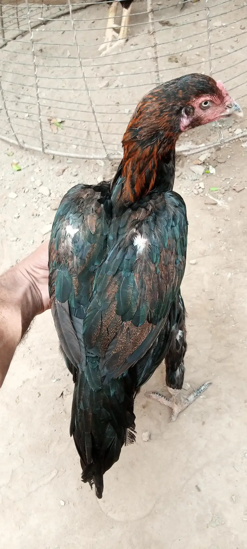 3 hens Assel Black Cross & Amroha Hens for Sale – Healthy Birds — photo 2