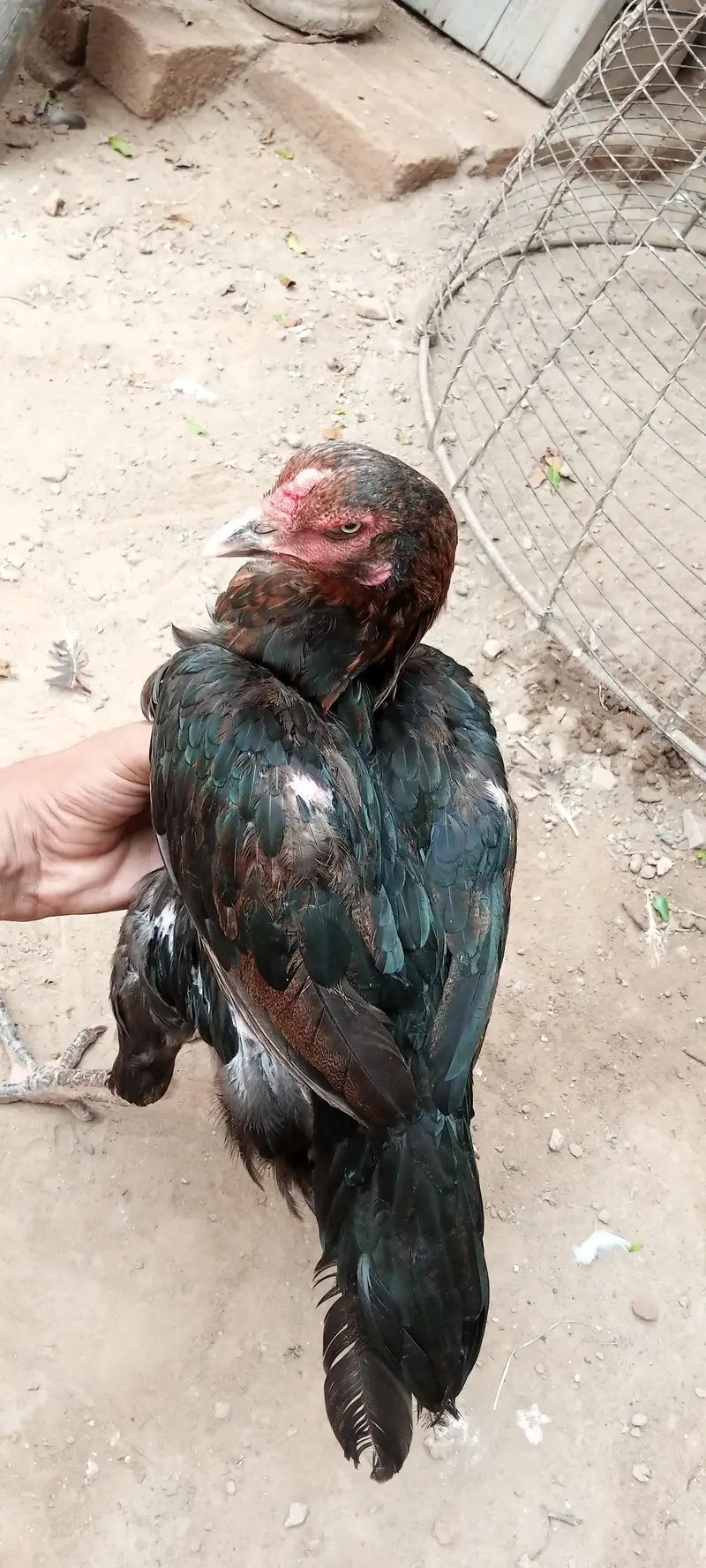 3 hens Assel Black Cross & Amroha Hens for Sale – Healthy Birds — photo 3