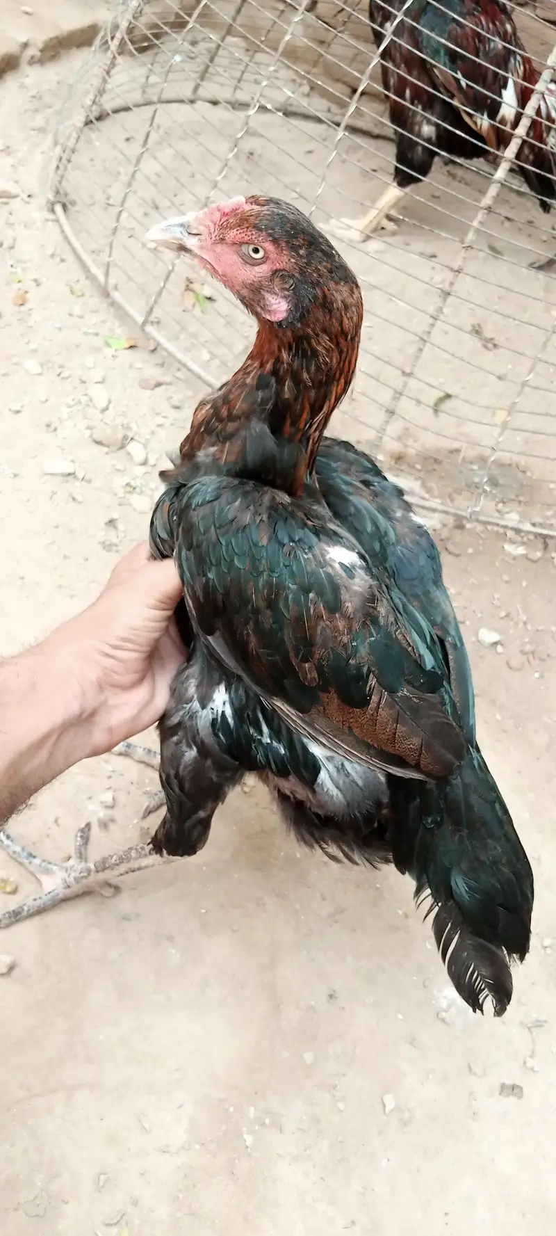 3 hens Assel Black Cross & Amroha Hens for Sale – Healthy Birds — photo 4