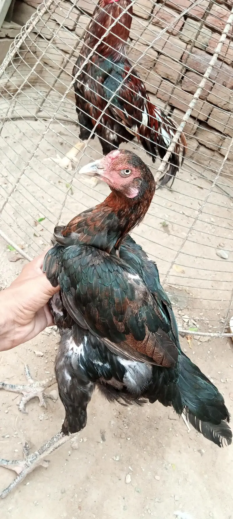 3 hens Assel Black Cross & Amroha Hens for Sale – Healthy Birds — photo 5