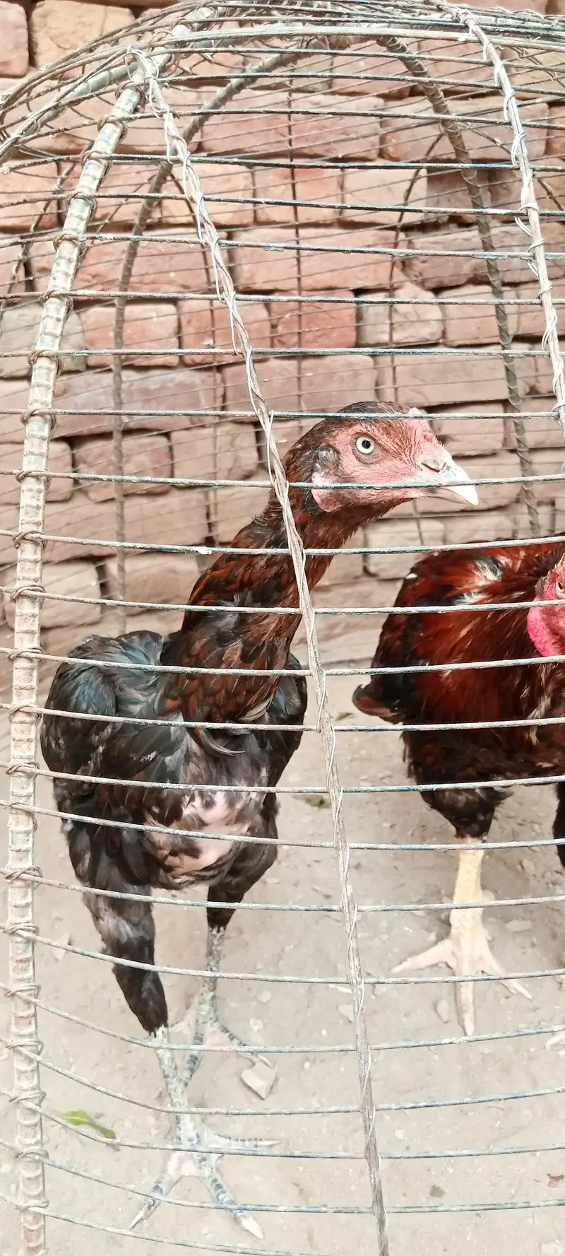 3 hens Assel Black Cross & Amroha Hens for Sale – Healthy Birds — photo 6