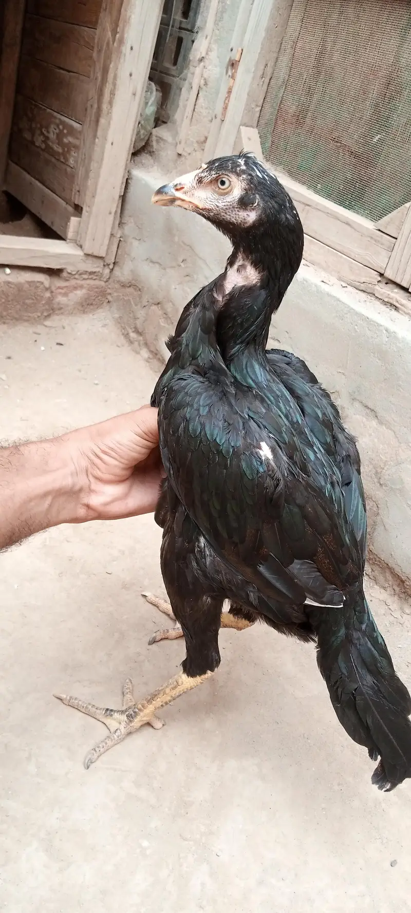 3 hens Assel Black Cross & Amroha Hens for Sale – Healthy Birds — photo 8