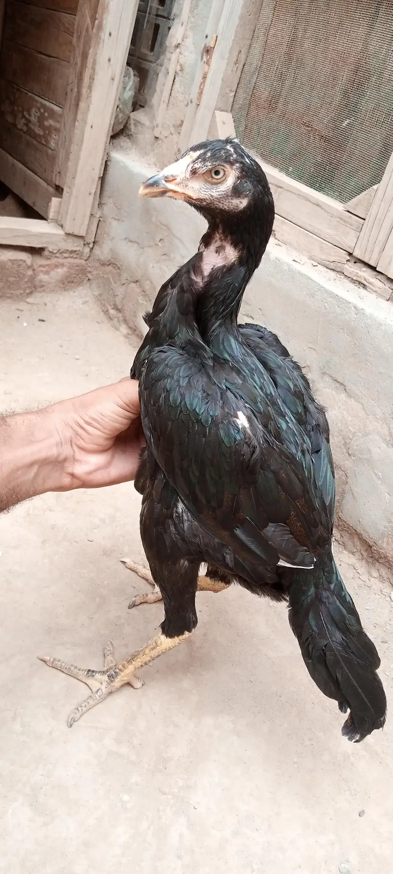3 hens Assel Black Cross & Amroha Hens for Sale – Healthy Birds — photo 9
