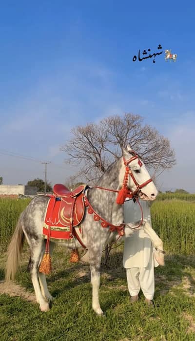 Sawa 5 kalyan Ghora For Sale