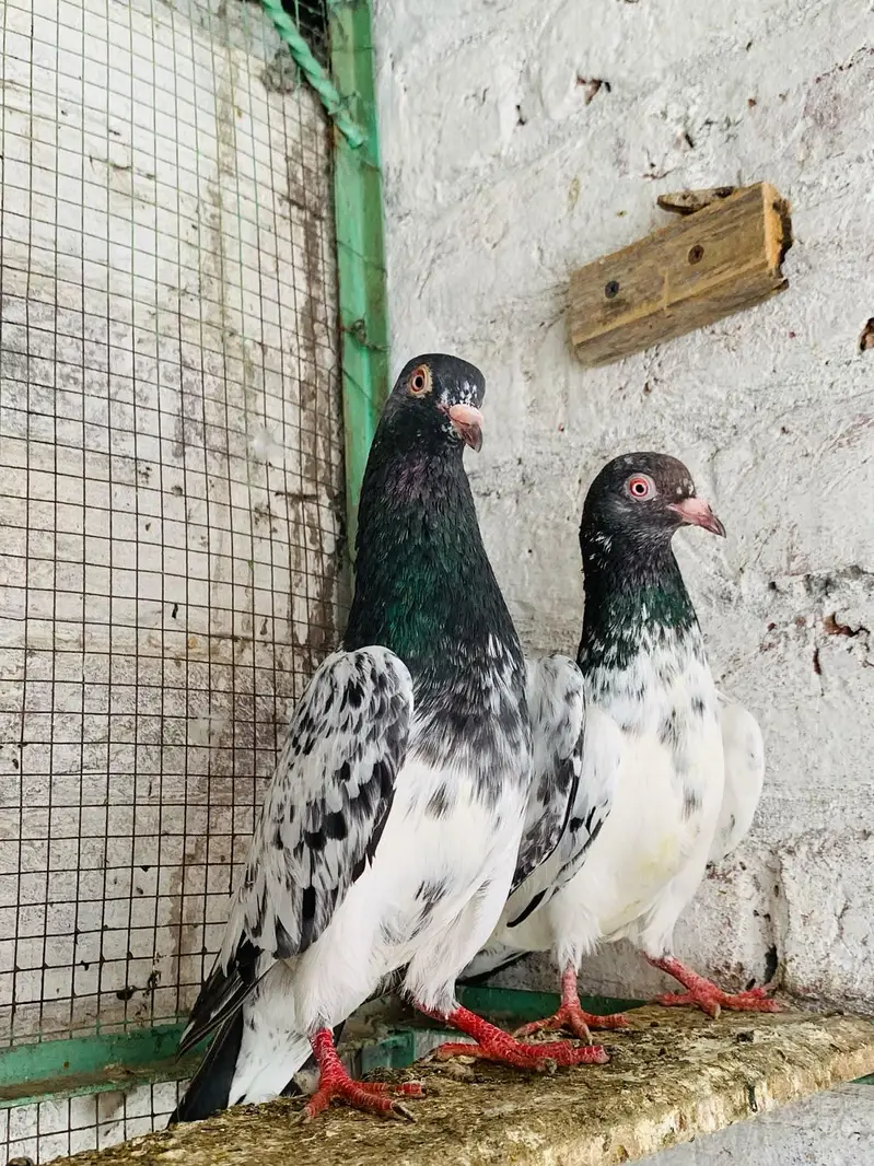 Dubwala Pair For Sale