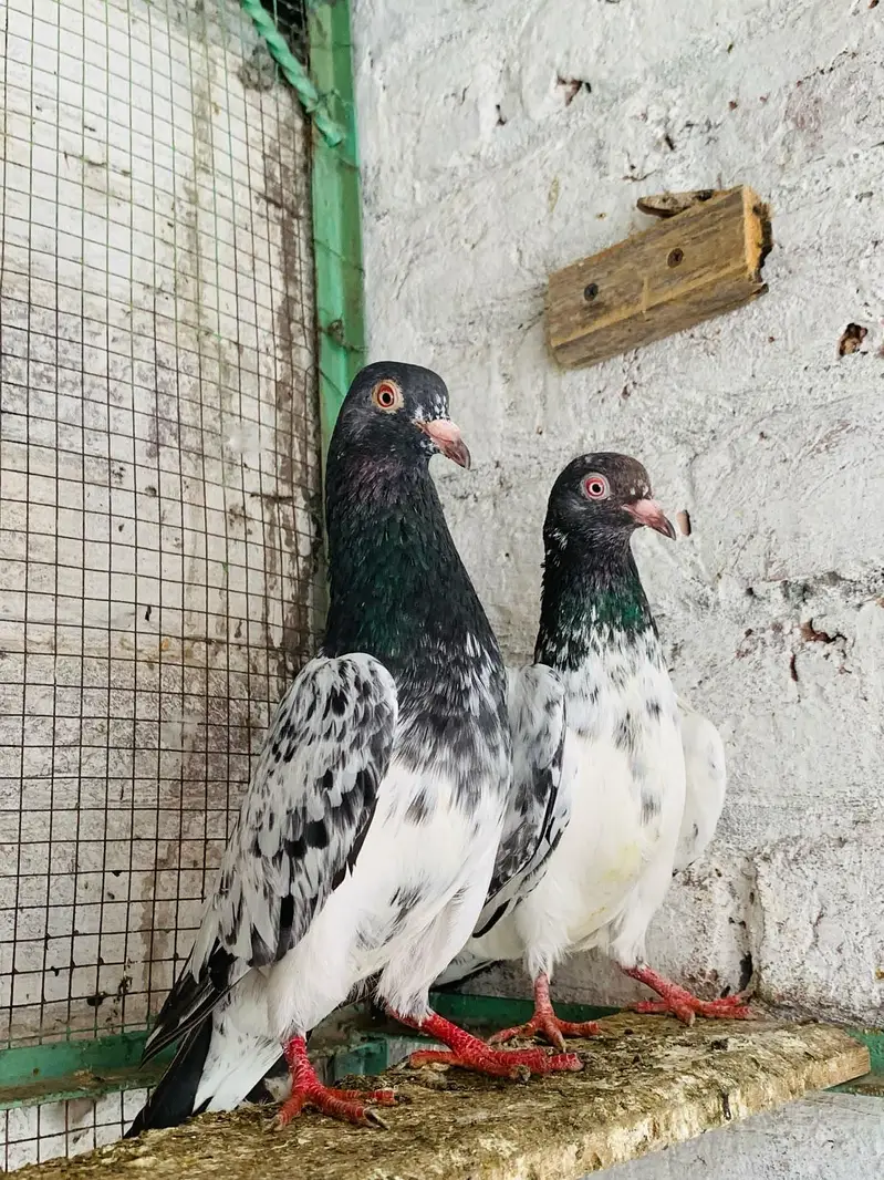 Dubwala Pair For Sale — photo 2