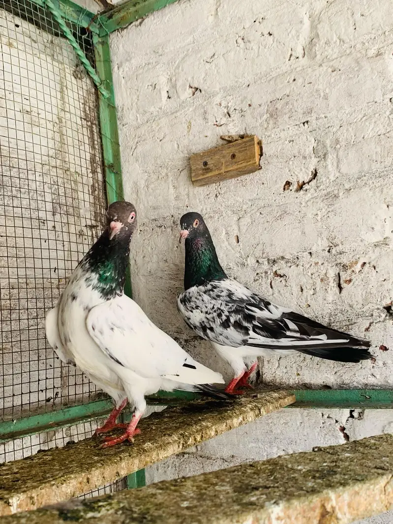Dubwala Pair For Sale — photo 3
