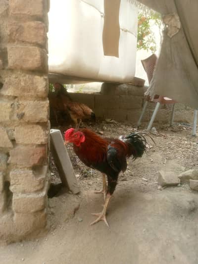 Aseel murge
