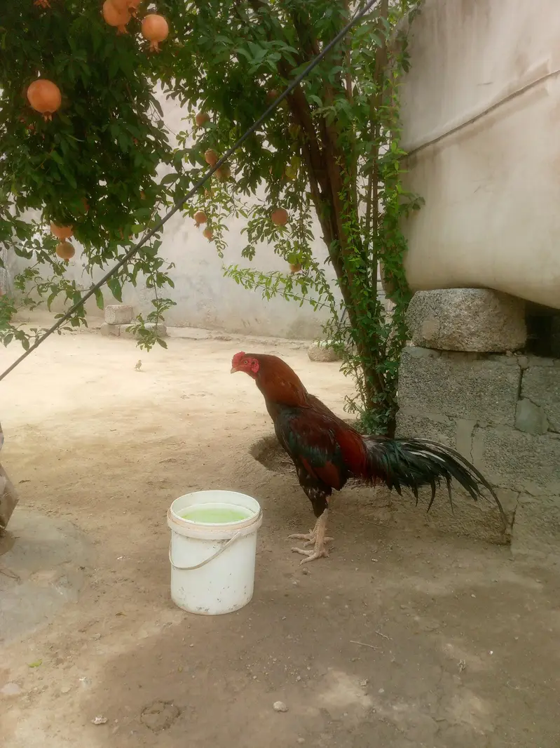 Aseel murge — photo 2